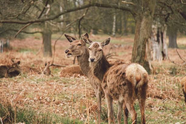istock Deer Standing On Grassy Field In Forest 1082485430