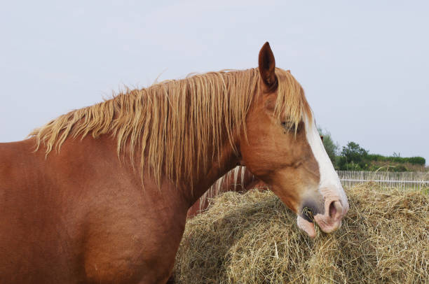 istock A horse in the Breton countryside 1082485814
