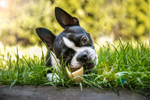 Adorable Boston Terrier dog, chewing on bone in grass