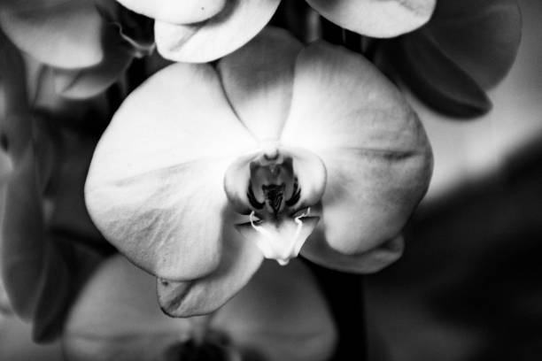 istock Close-Up Of Flower 1082490514