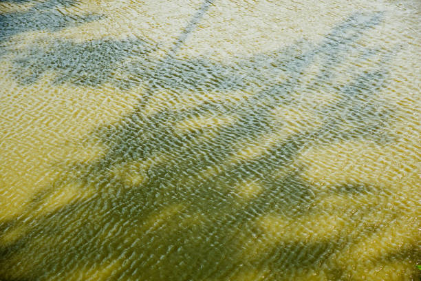 Beautiful lake water with tree shadows unique photo