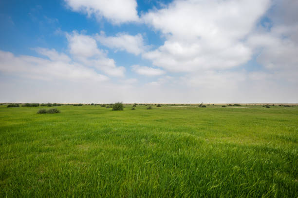 istock beauty wild green 1082492054