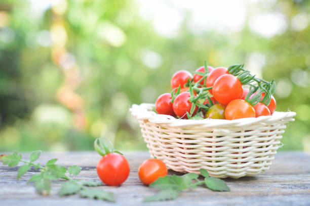 istock Close-Up Of Cherry Tomatoes In Basket On Table 1082494680