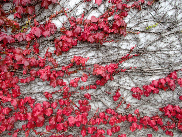 istock Red Virginia Creeper on a White Wall 1082495718