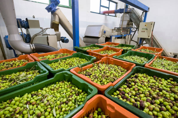 istock Production of extra virgin olive oil, cold processing 1082498048