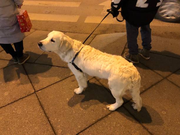 istock Dog,White,Sidewalk,City,Traffic 1082499936