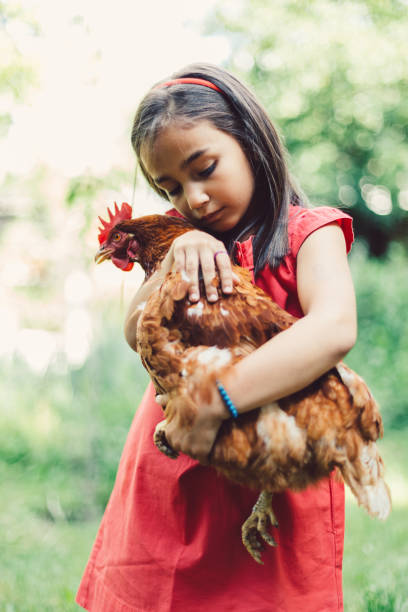 istock Girl holding a brown hen 1082500456