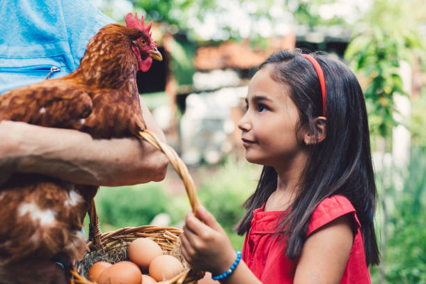 istock Cute child staring a brown hen face to face 1082500870