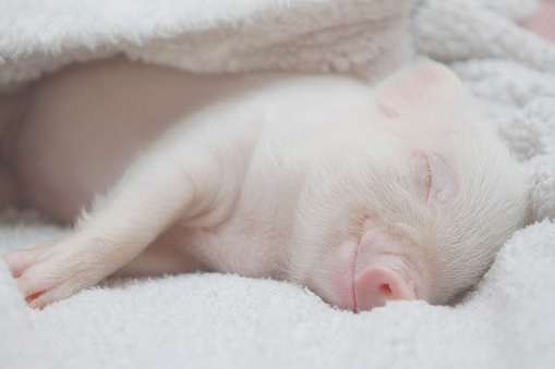 piggy sleeping under a soft warm blanket