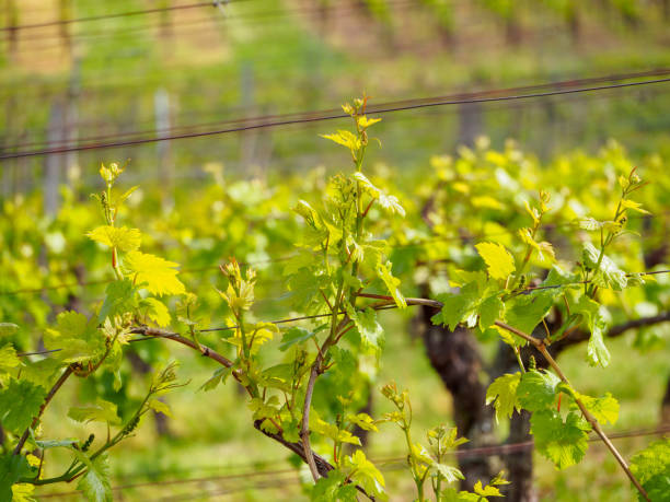 Grapes pruned on trellis, Turckheim, France stock photo