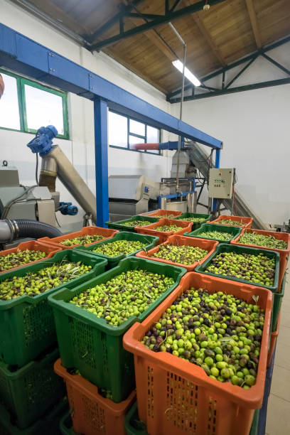 istock Production of extra virgin olive oil, cold processing 1082503092