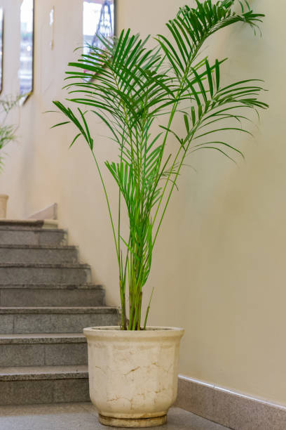 istock tropical plant in big ceramic pot in office hall 1082503800