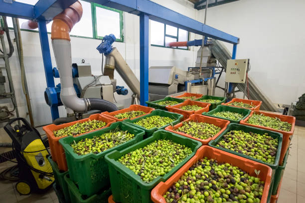 Production of extra virgin olive oil, cold processing