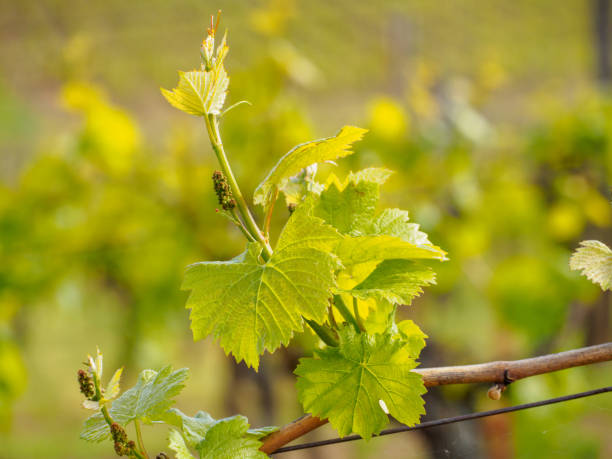 istock Grapes budding on sunny day, Turckheim, France 1082504374