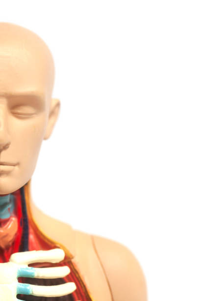 istock Human Body Anatomy Model 1082505146