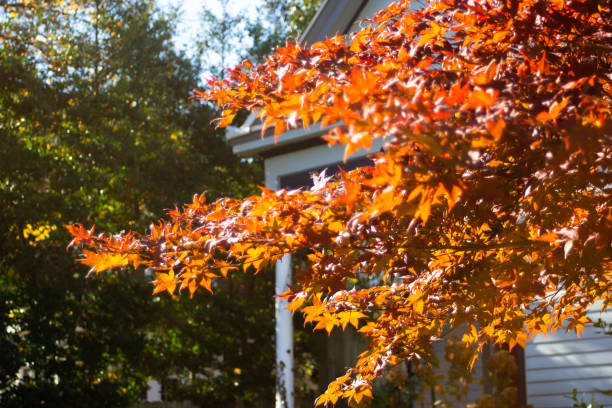 istock Autumn Nature Scene 5 1082505172