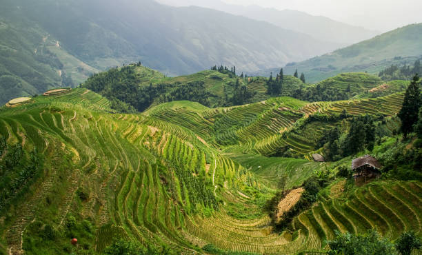 istock Landscape rice fields on terraced in Longsheng. Guangxi, China. 1082507080