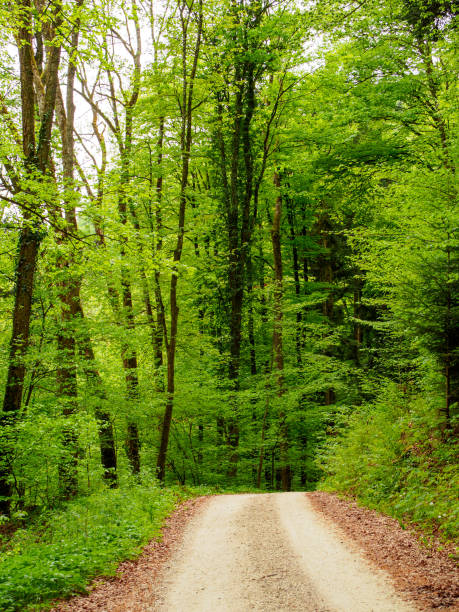 istock Unpaved forest roads, vertical, Twann-Tuscherz, Switzerland 1082507618