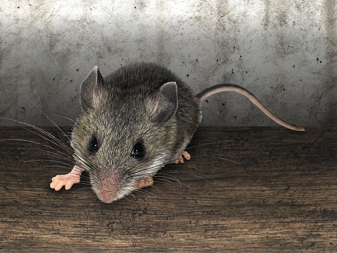 A gray field mouse looking at camera in a home interior standing on a floor with a wall behind.