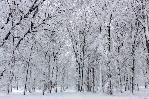 istock Concept winter beauty. Hardwood. With bare trees covered with snow. 1082522218