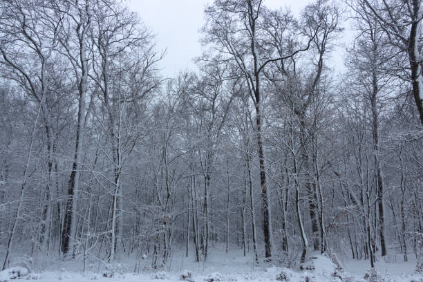 istock Concept winter beauty. Hardwood. With bare trees covered with snow. 1082522242