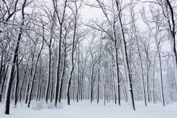 istock Concept winter beauty. Hardwood. With bare trees covered with snow. 1082522290