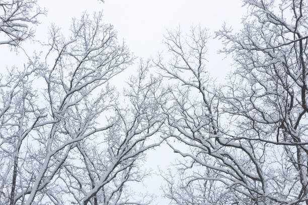 istock Concept winter beauty. Hardwood. With bare trees covered with snow. 1082522314