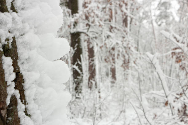 a heavy snowfall covers the forests