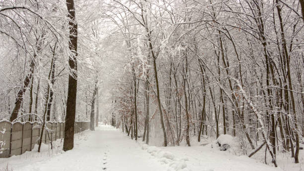 istock Concept winter beauty. Hardwood. With bare trees covered with snow. 1082522388