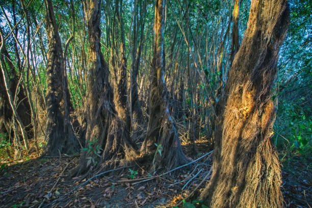 The red mangrove, sometimes called the \