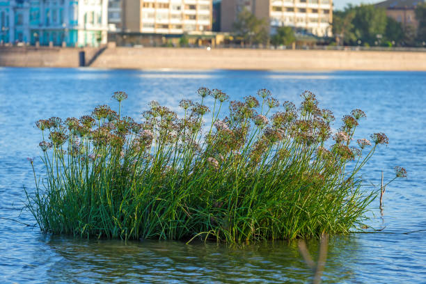 The Volga River, Astrakhan. Plant and green grass in the coastal zone of the river, Cicuta virosa or Poisonous milestone in the blue water on the background of the city promenade and modern buildings. cicuta virosa stock pictures, royalty-free photos & images