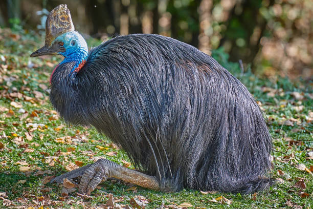 kazokurii południowej (casuarius casuarius) - beak bird blue cassowary zdjęcia i obrazy z banku zdjęć