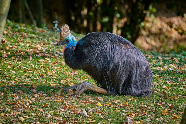 casuario meridionale (casuarius casuarius) - beak bird blue cassowary foto e immagini stock