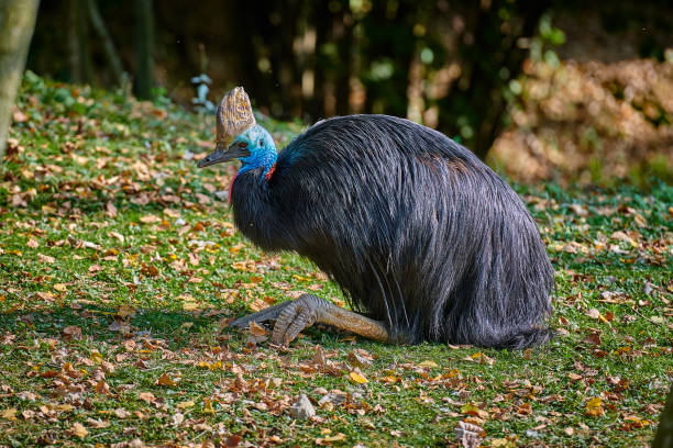 kazokurii południowej (casuarius casuarius) - beak bird blue cassowary zdjęcia i obrazy z banku zdjęć
