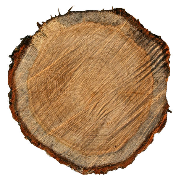 istock rough oak circle cut isolated on white background 1082534732