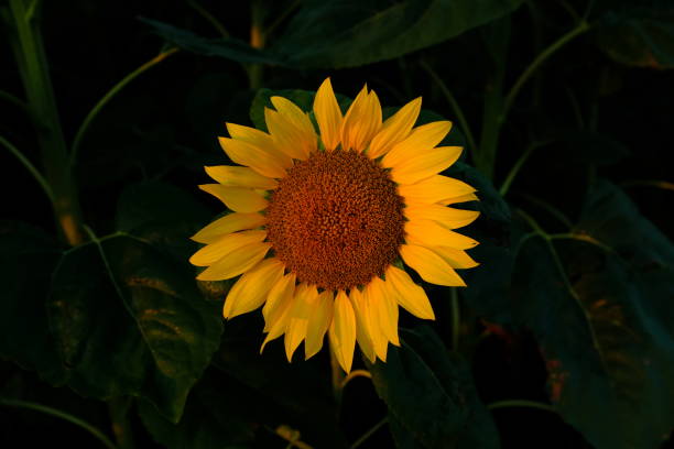 istock Sunflower in lowlights 1082535136