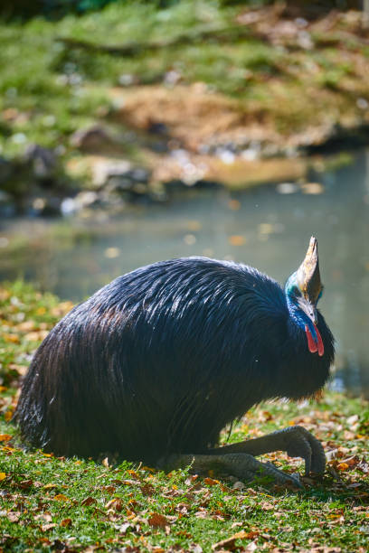 casuario meridionale (casuarius casuarius) - beak bird blue cassowary foto e immagini stock