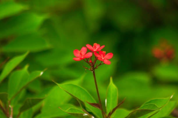istock Jatropha integerrima Beautiful red in nature 1082535266