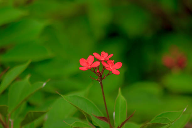 istock Jatropha integerrima Beautiful red in nature 1082535380