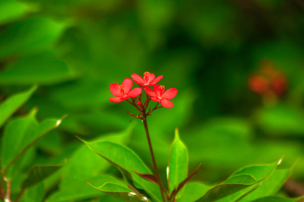 istock Jatropha integerrima Beautiful red in nature 1082535484