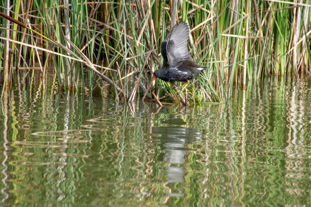 istock Moorhen standing on reed stump with out stretched wings 1082536126