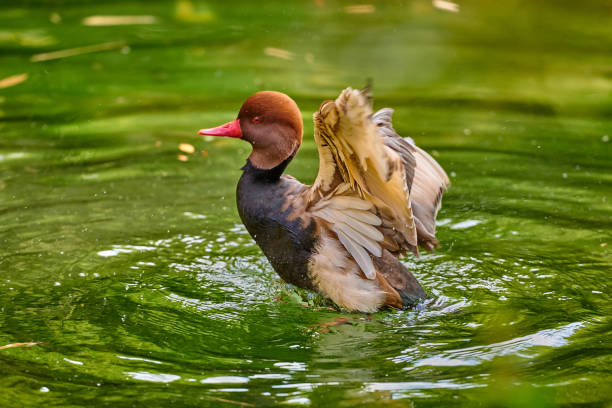 canard fuligule à tête rouge, nager dans l’eau (aythya americana) - fuligule a tete rouge photos et images de collection