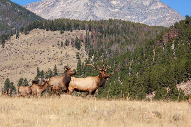 istock Bull and Cow Elk in Rut 1082541812