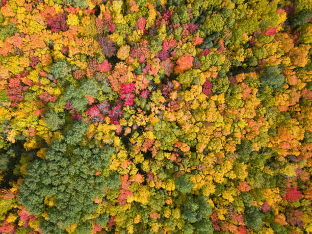 istock Aerial landscape during Fall Season 1082542786