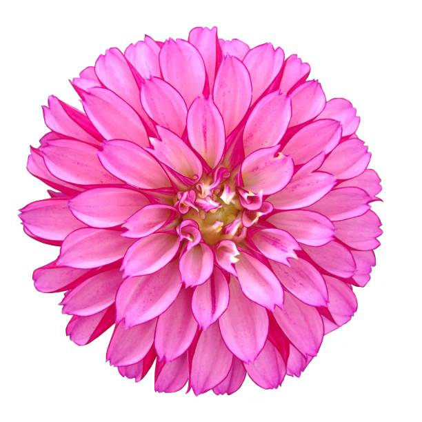 istock isolated Dahlia flower 1082548244