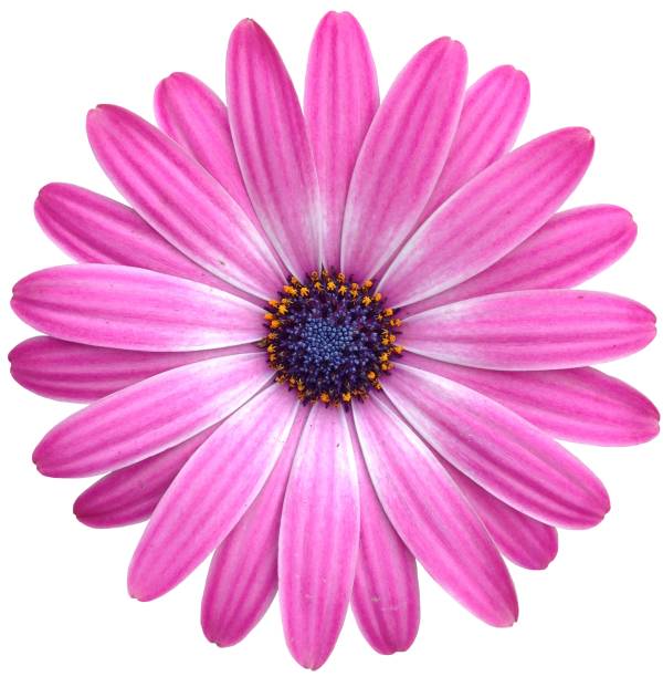istock isolated Marguerite Daisy flower 1082548306