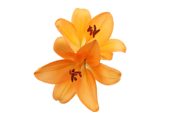 istock flower head of lily in a white background 1082548482