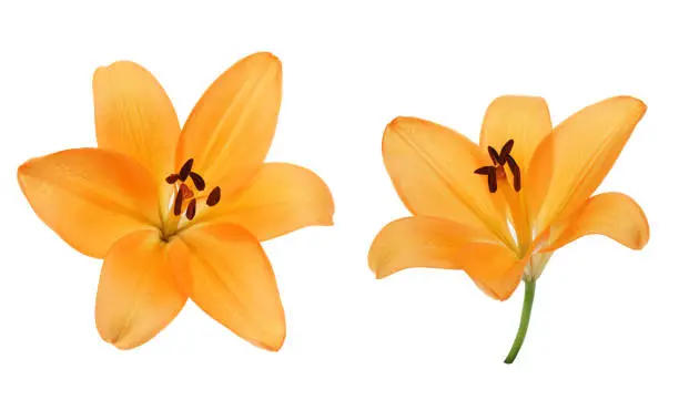 Photo of flower head of lily in a white background