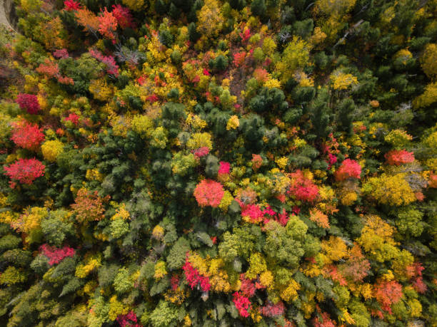 istock Aerial Autumn Landscape 1082552756