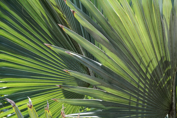 istock Palm leaves in the sunshine 1082552792